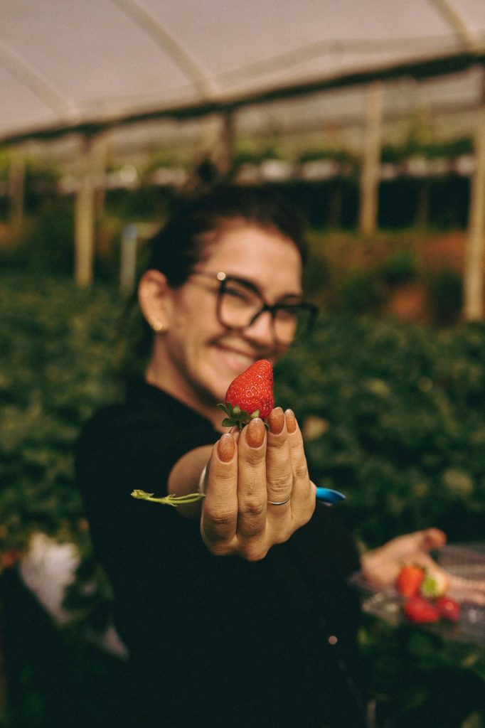 Cultivo de fresas